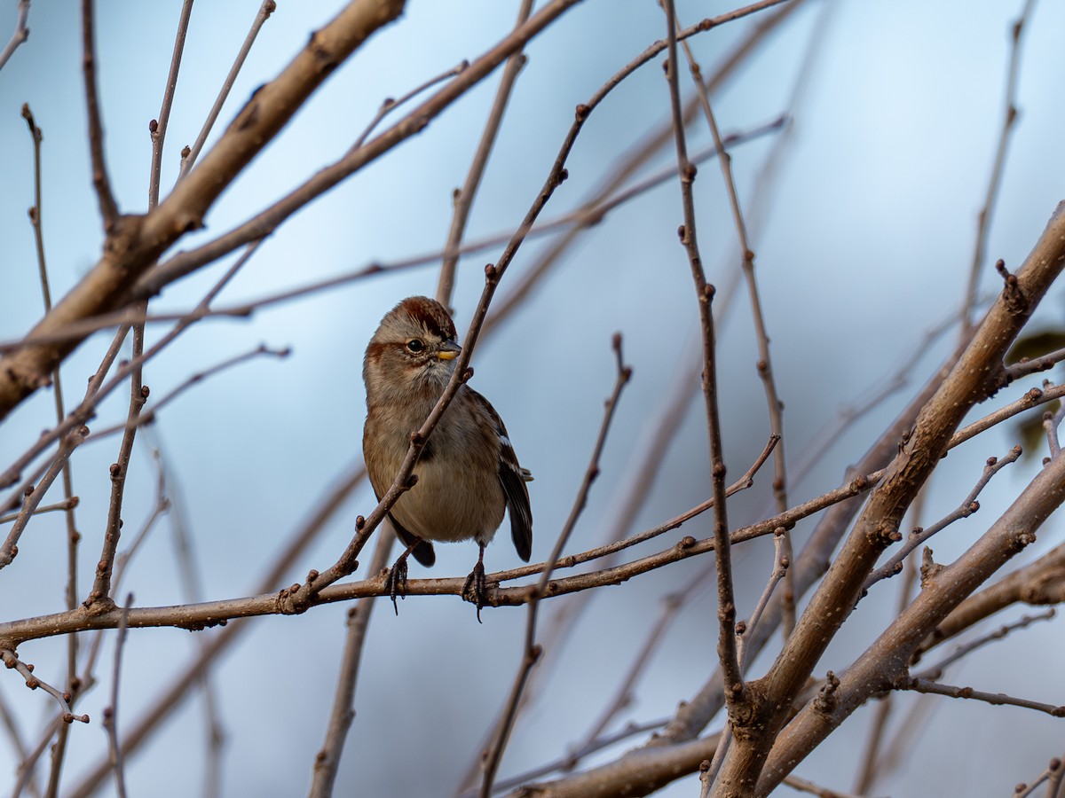 strnádka pokřovní - ML644803621