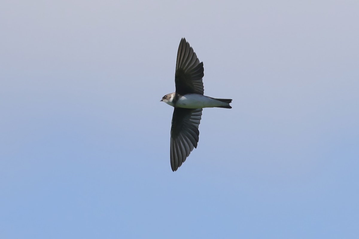 Bank Swallow - ML644803622