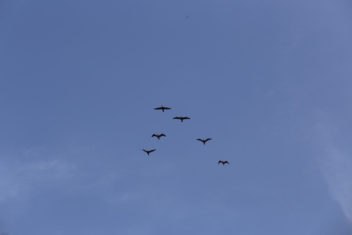 Great Cormorant - ML644803627