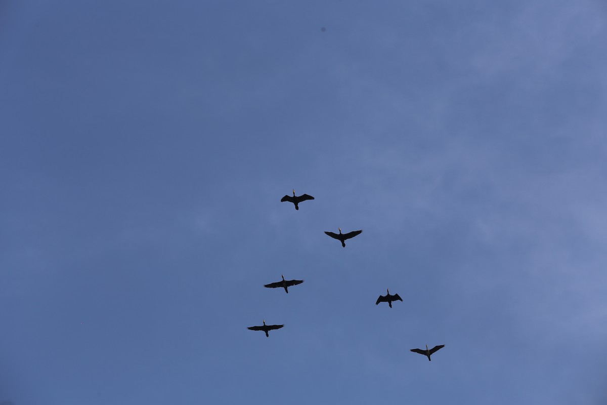 Great Cormorant - ML644803628