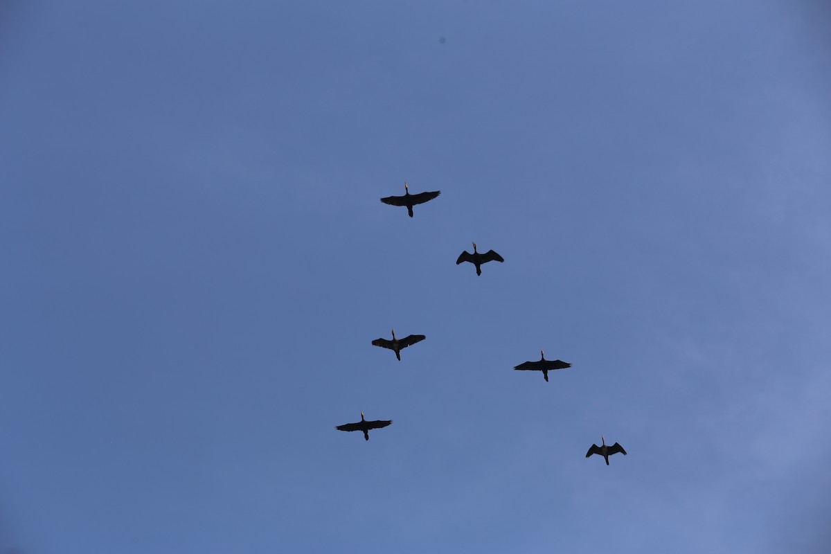 Great Cormorant - ML644803630