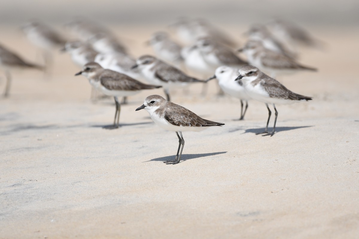 Tibet Cılıbıtı - ML644803643