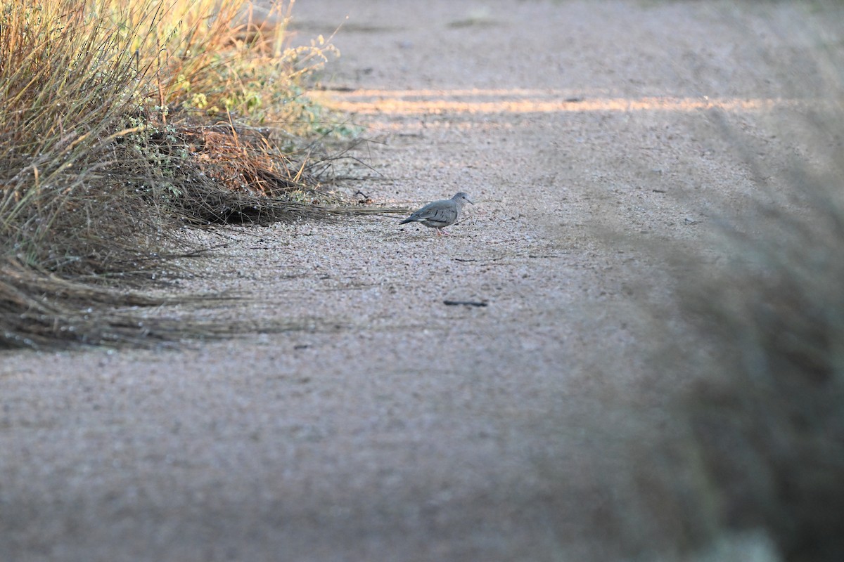 holoubek vrabčí - ML644803668