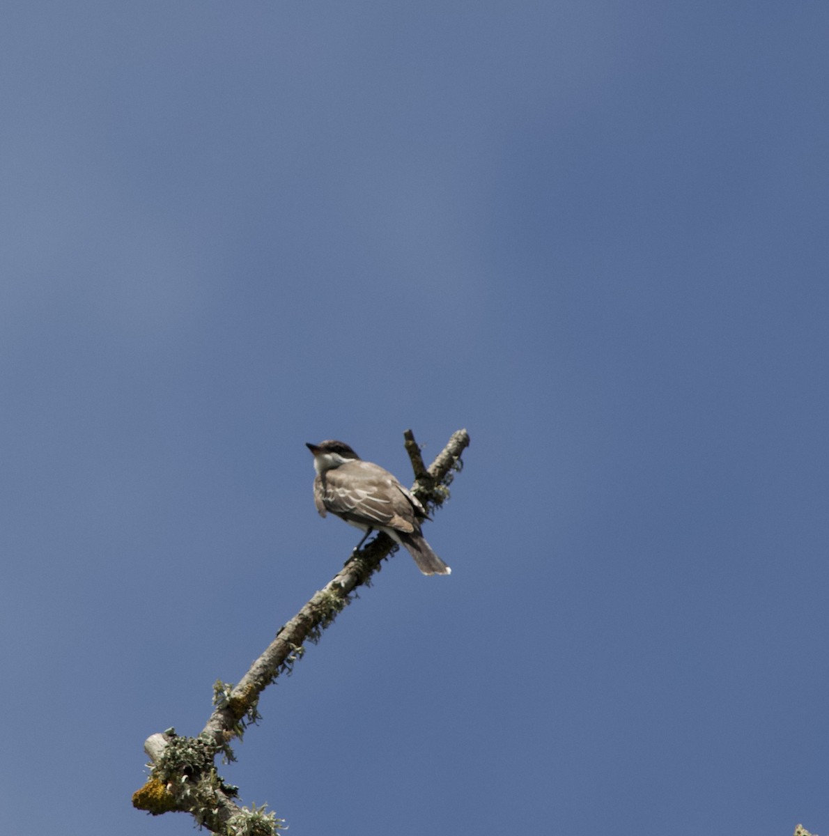 オウサマタイランチョウ - ML644803670