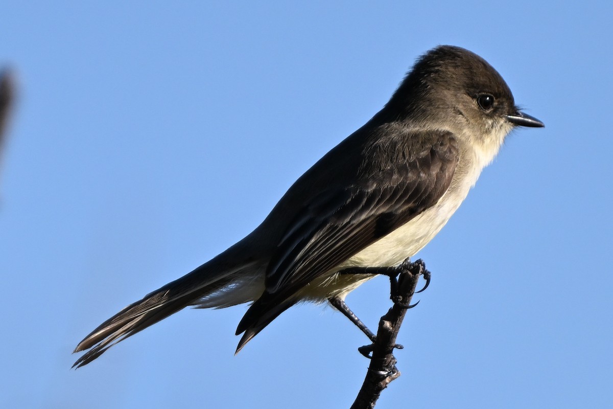 tyranovec domácí - ML644803679