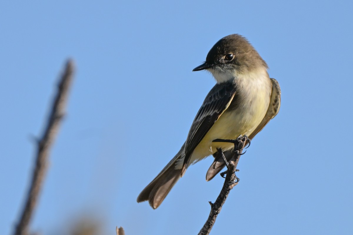 tyranovec domácí - ML644803680