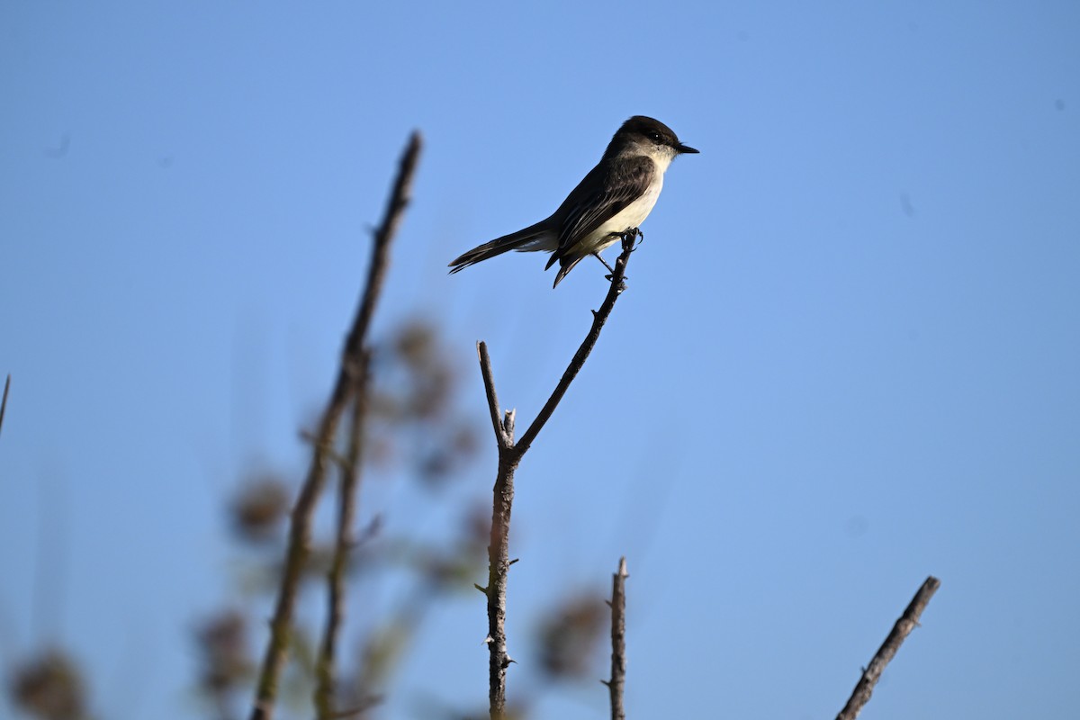 tyranovec domácí - ML644803681