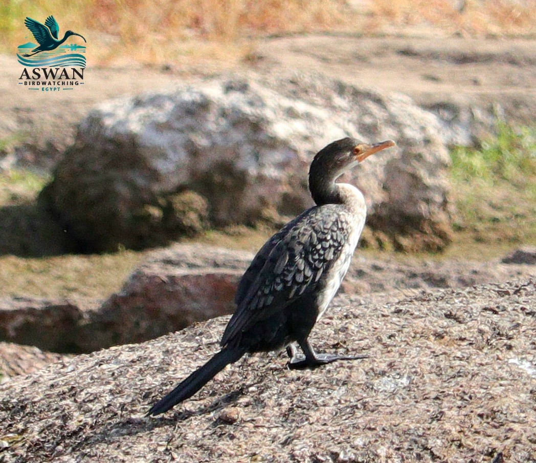 langstjertskarv - ML644803684