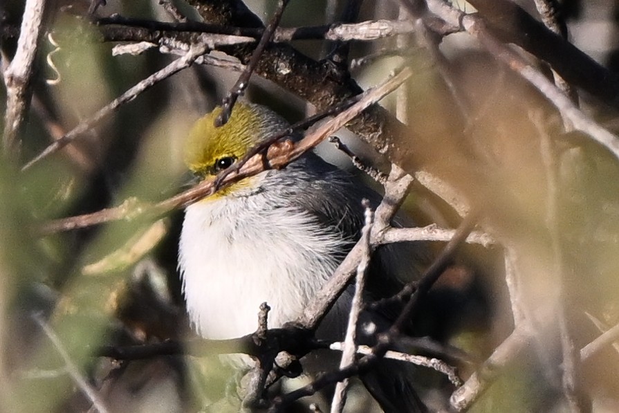 Verdin - ML644803694