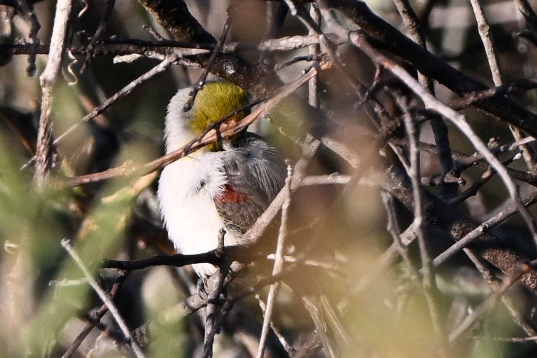 Verdin - ML644803695