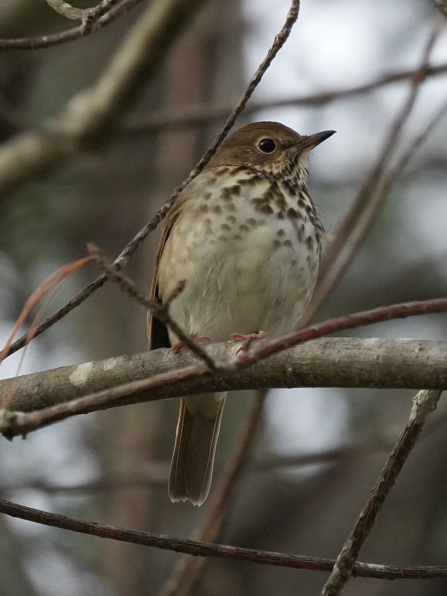 Einsiedler-Musendrossel - ML644803699