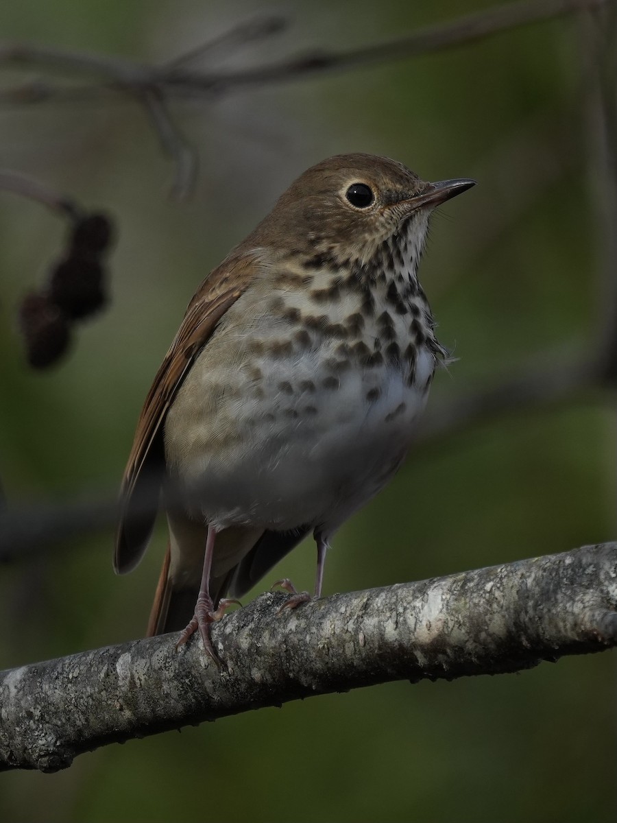 Einsiedler-Musendrossel - ML644803700