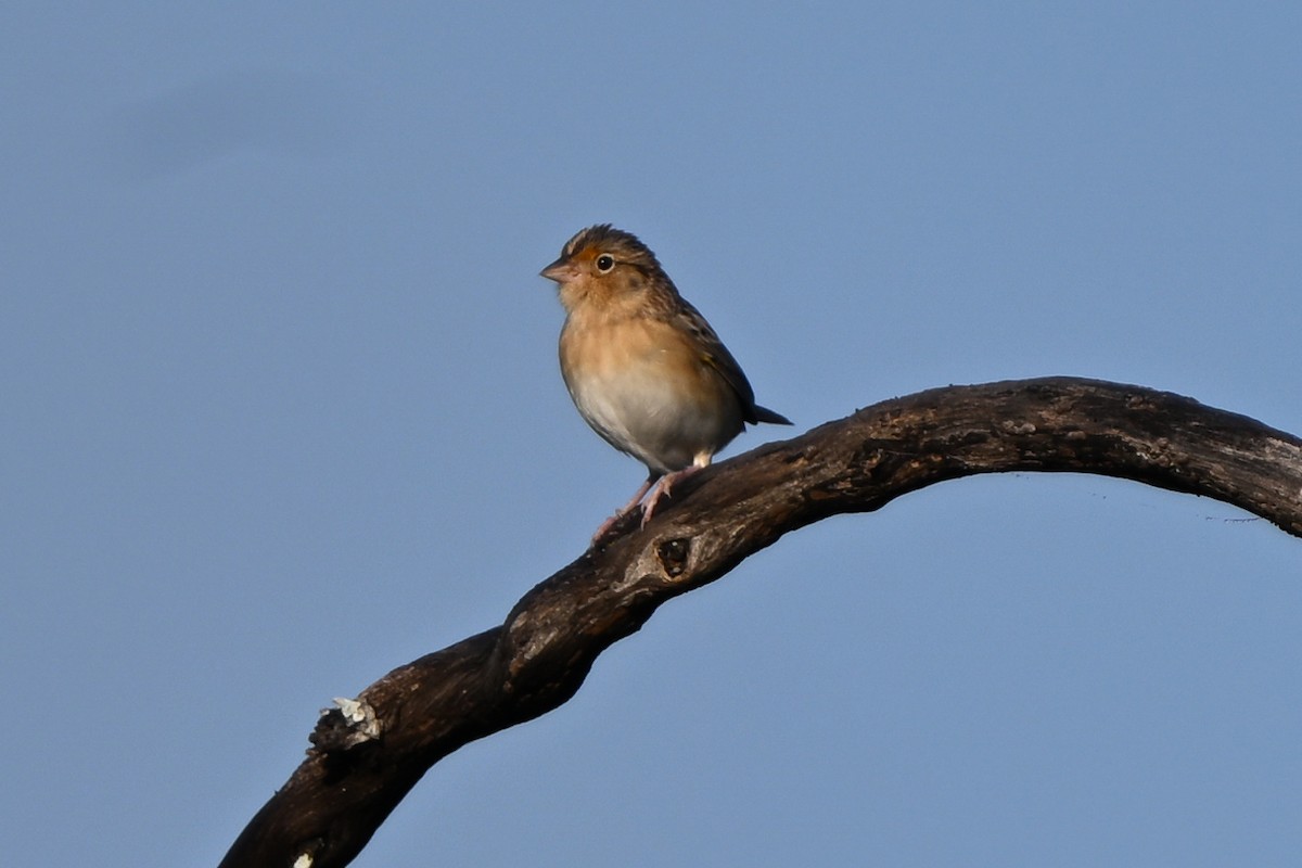 Grasshopper Sparrow - ML644803709
