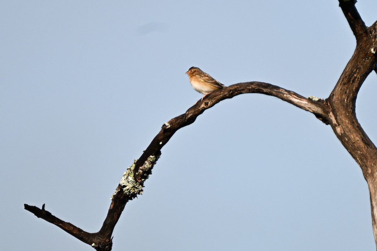 Grasshopper Sparrow - ML644803710
