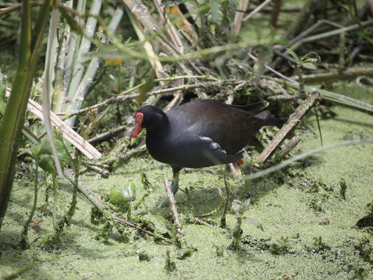 Common Gallinule (American) - ML644803717