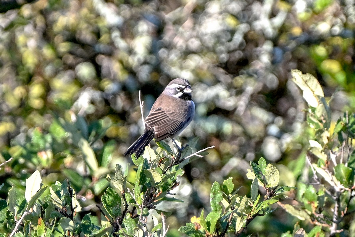 svartstrupespurv - ML644803718