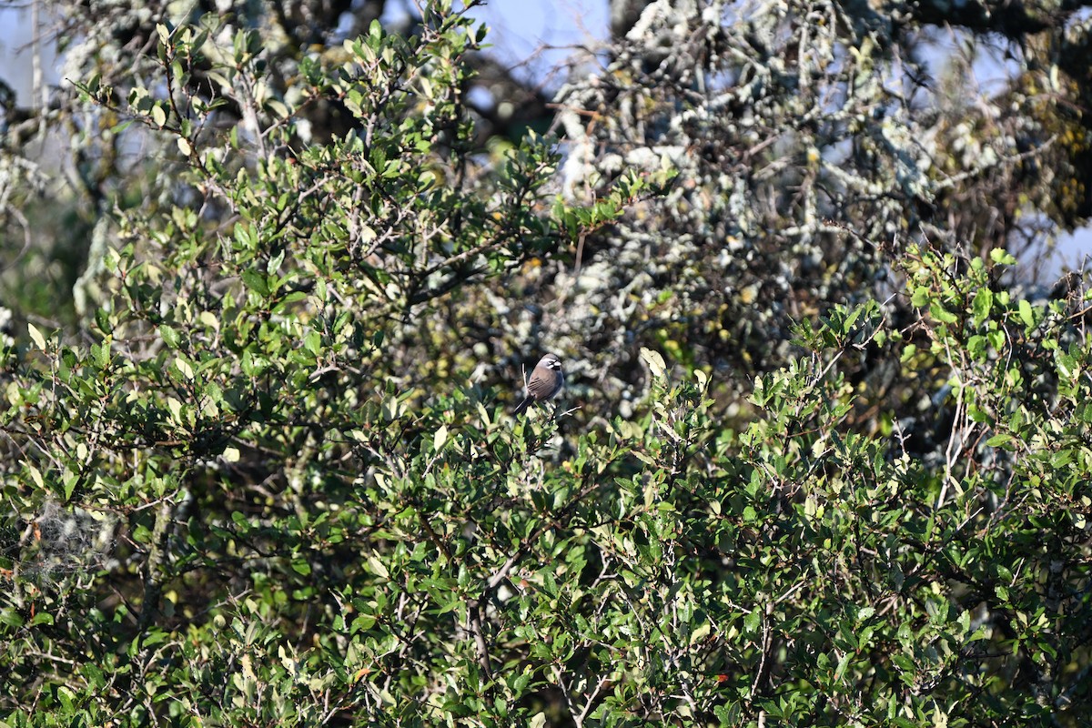 svartstrupespurv - ML644803719