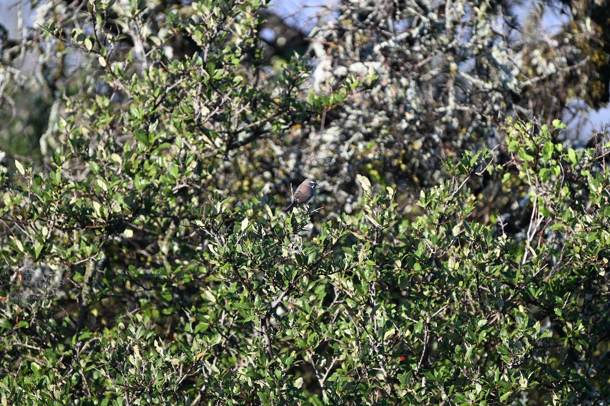 svartstrupespurv - ML644803720