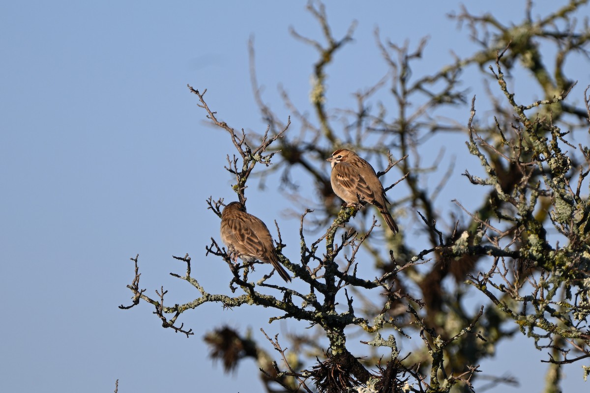 strnádka travní - ML644803725