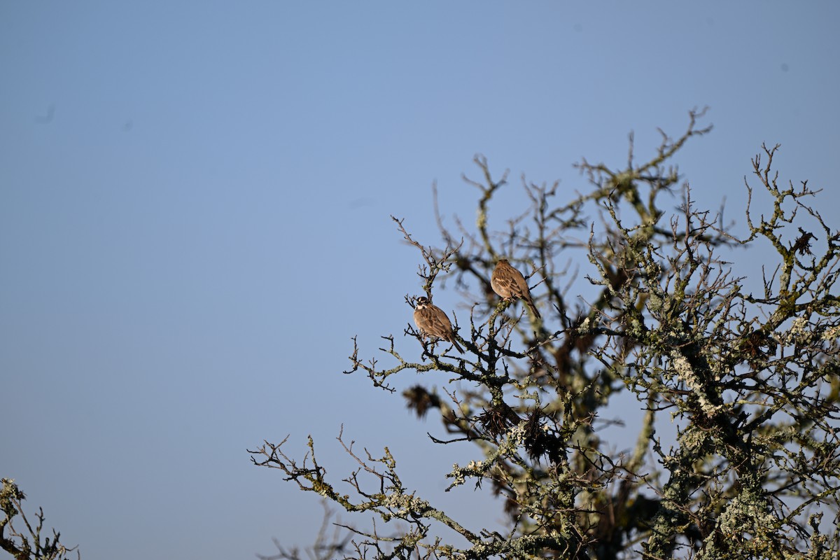 strnádka travní - ML644803726