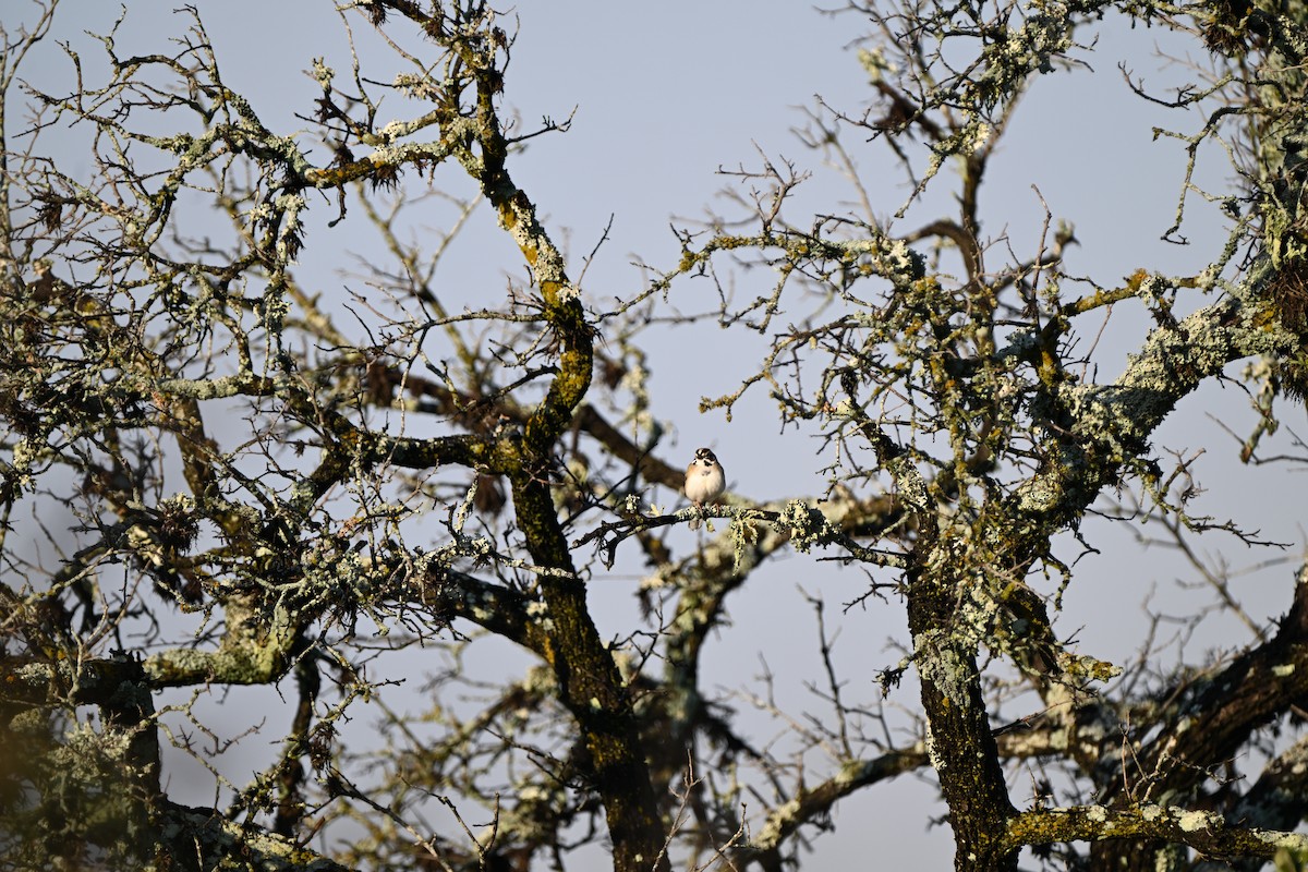 strnádka travní - ML644803727