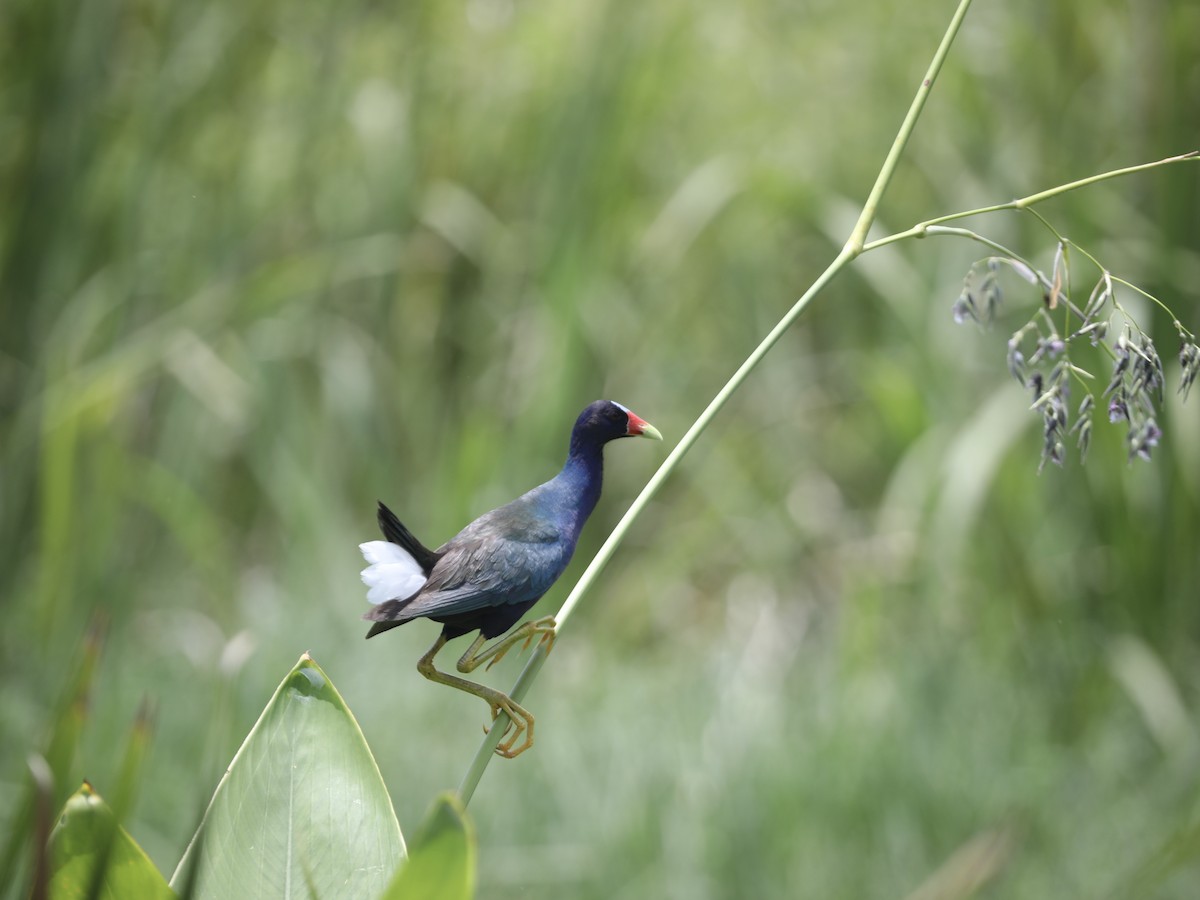 Малая султанка - ML644803756