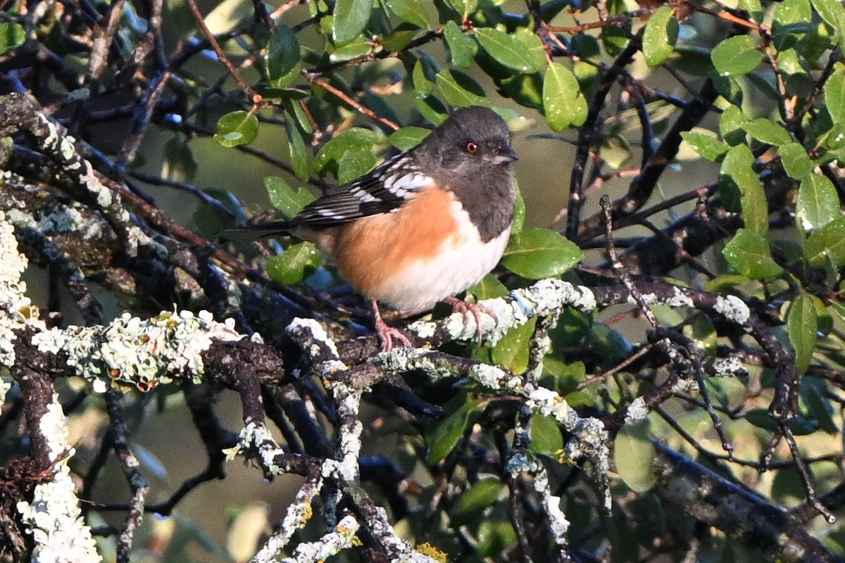 Spotted Towhee - ML644803760