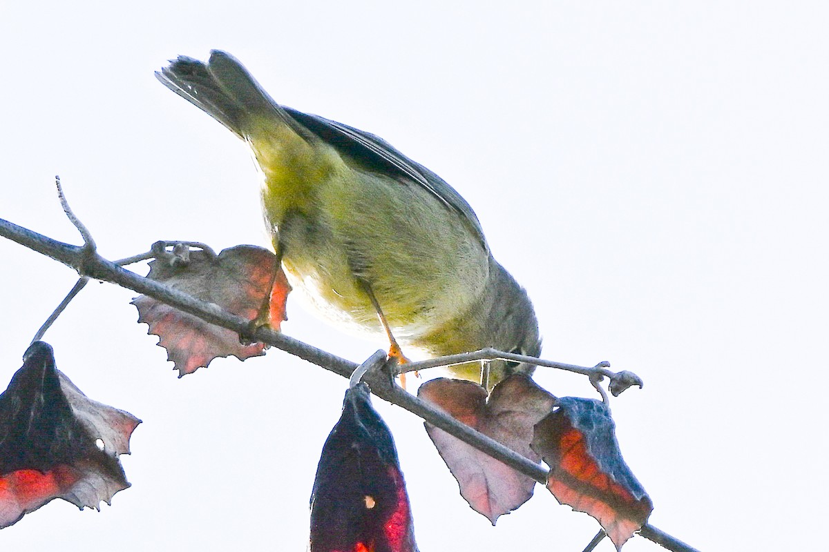 lesňáček hvězdičkový - ML644803765