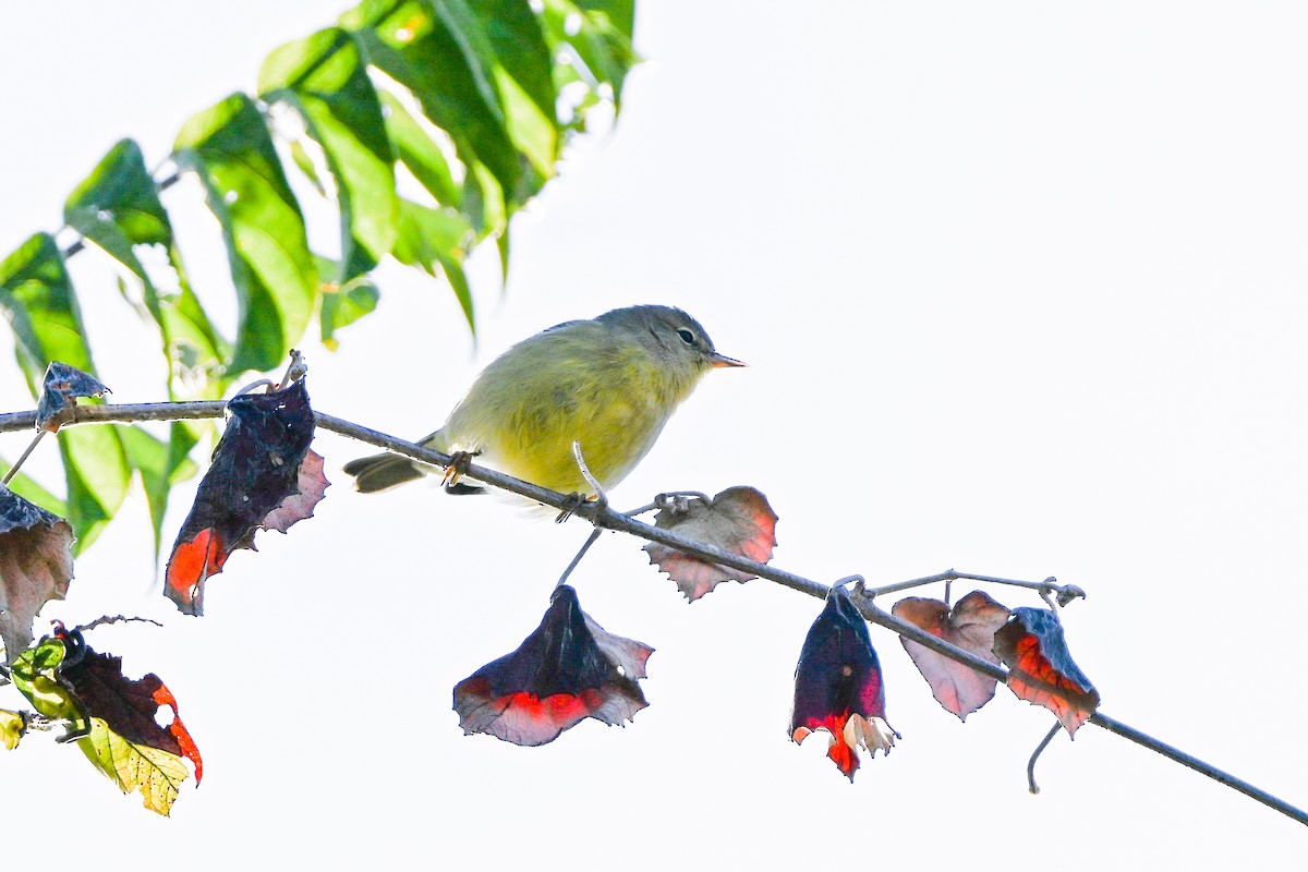 lesňáček hvězdičkový - ML644803766