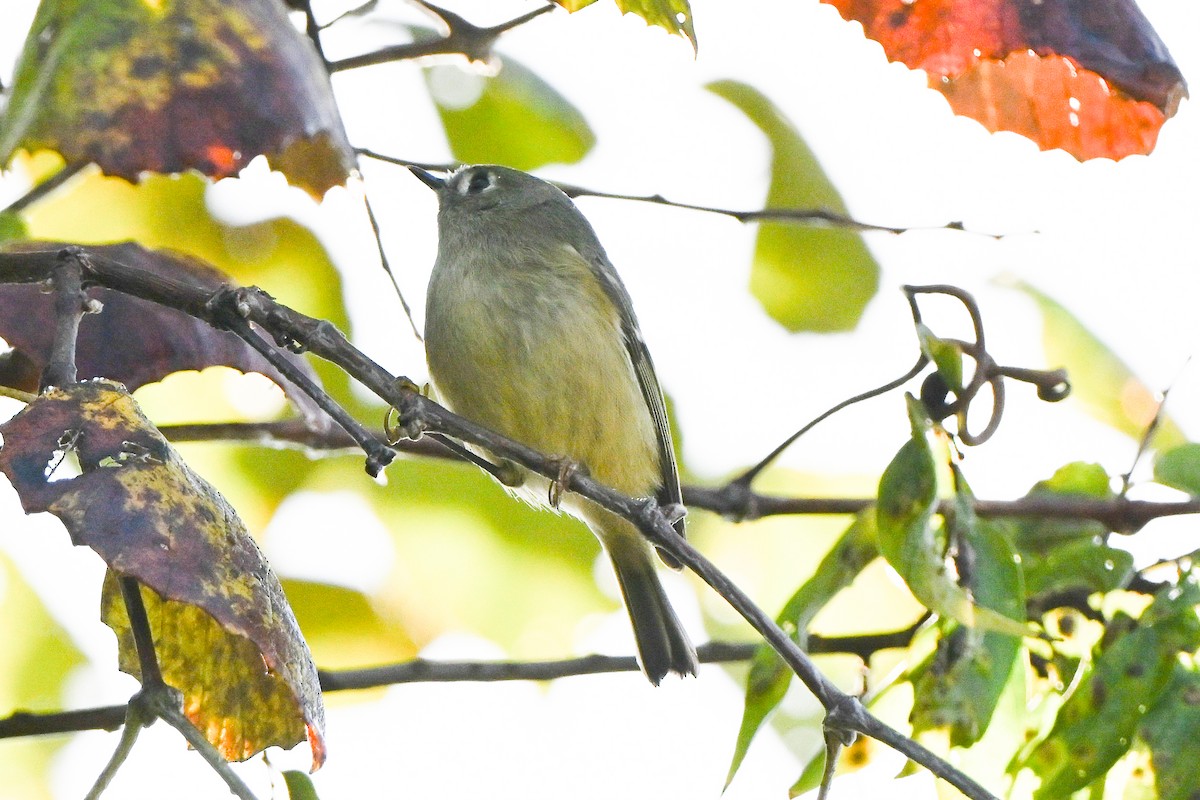 králíček americký - ML644803767