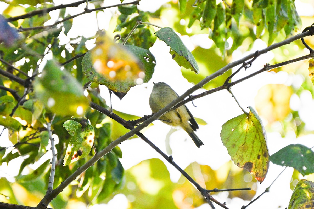 králíček americký - ML644803768