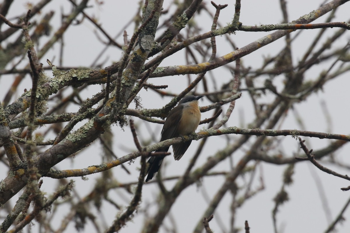 Dark-billed Cuckoo - ML644803769