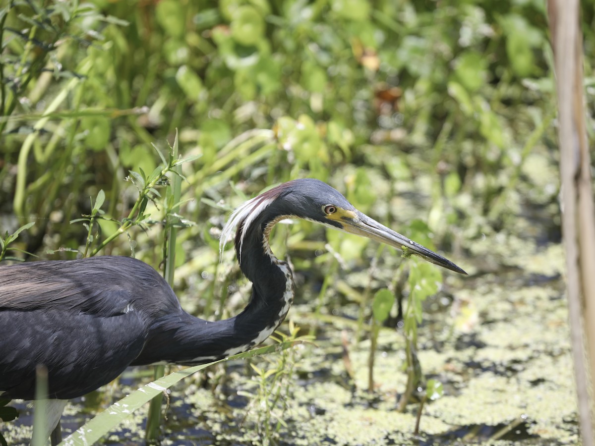 volavka tříbarvá - ML644803770