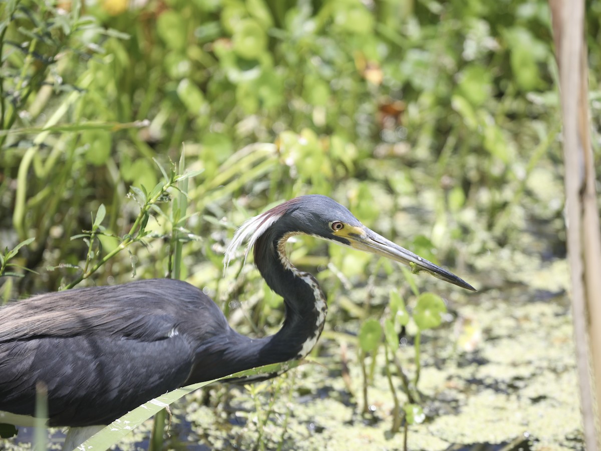 volavka tříbarvá - ML644803771