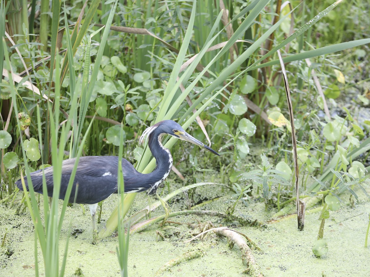 volavka tříbarvá - ML644803772