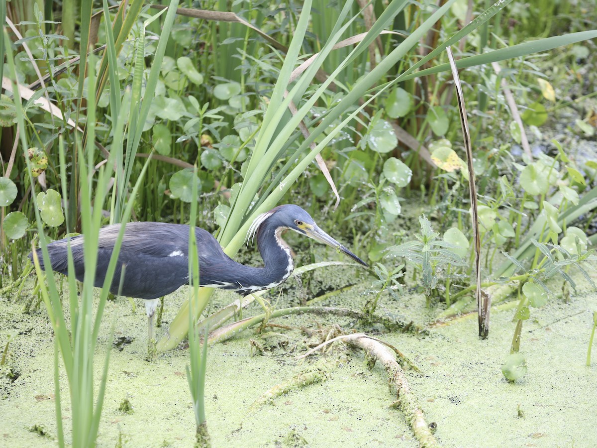 volavka tříbarvá - ML644803773