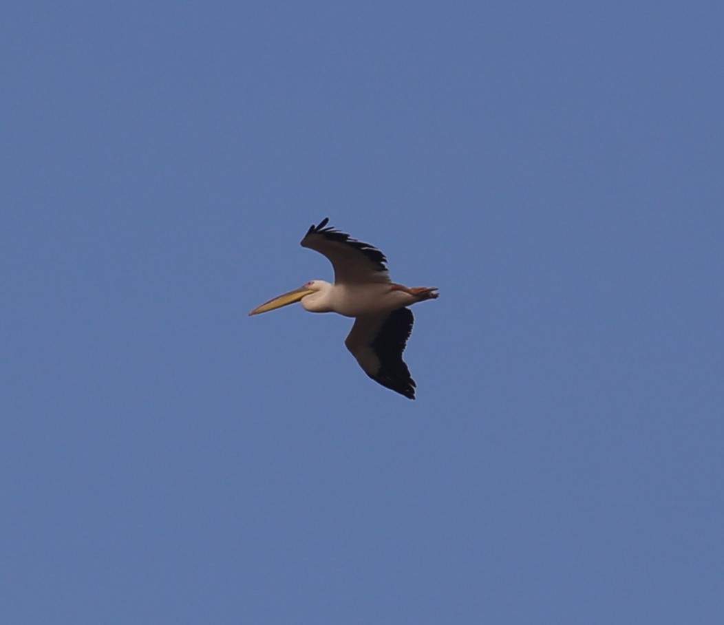 Great White Pelican - ML644803777