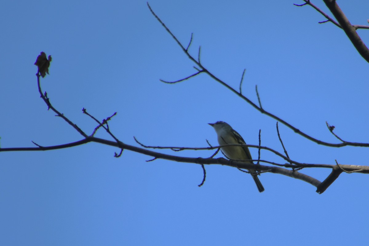 Blue-headed Vireo - ML644803778