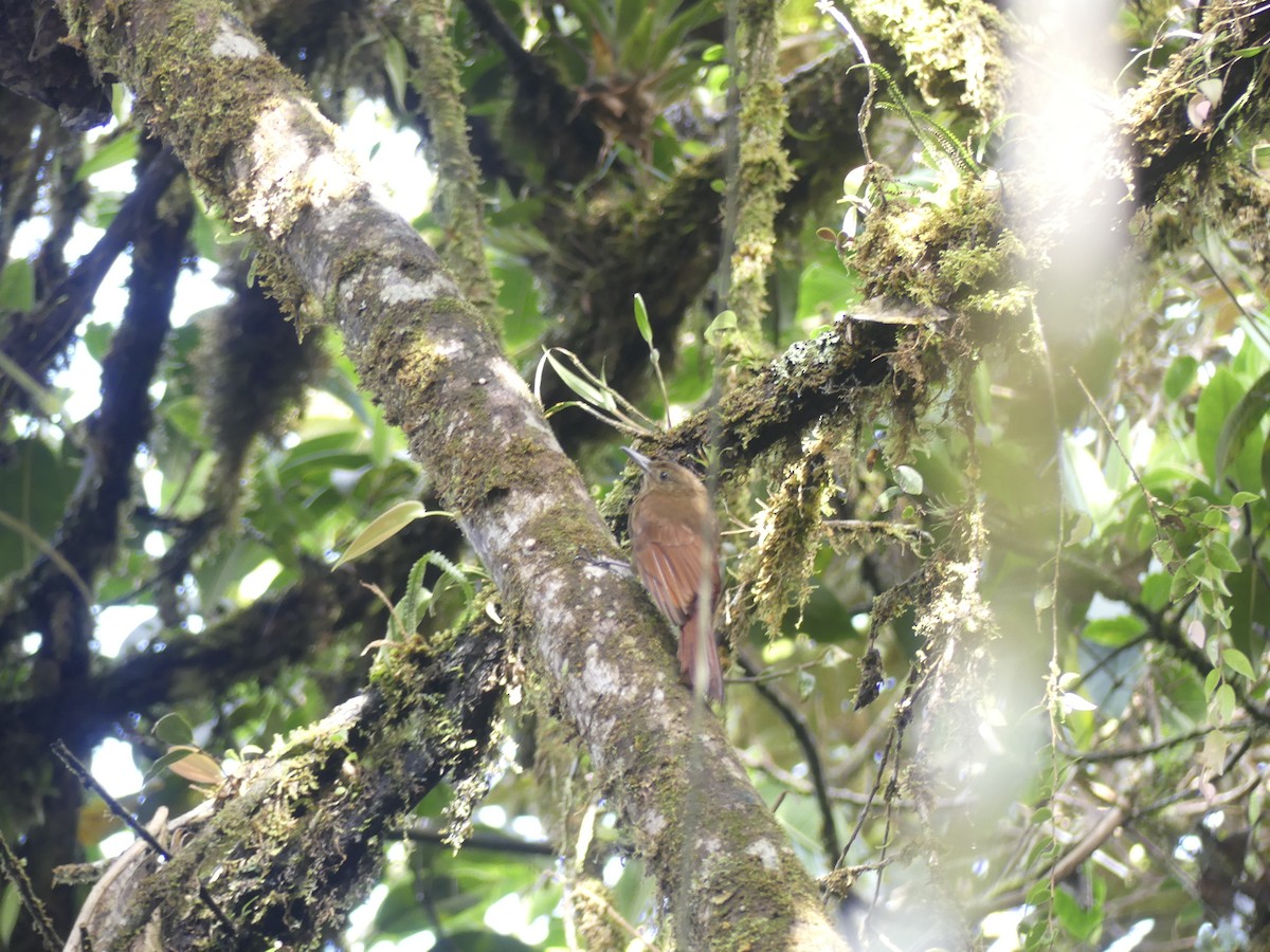 Tyrannine Woodcreeper - ML644803783