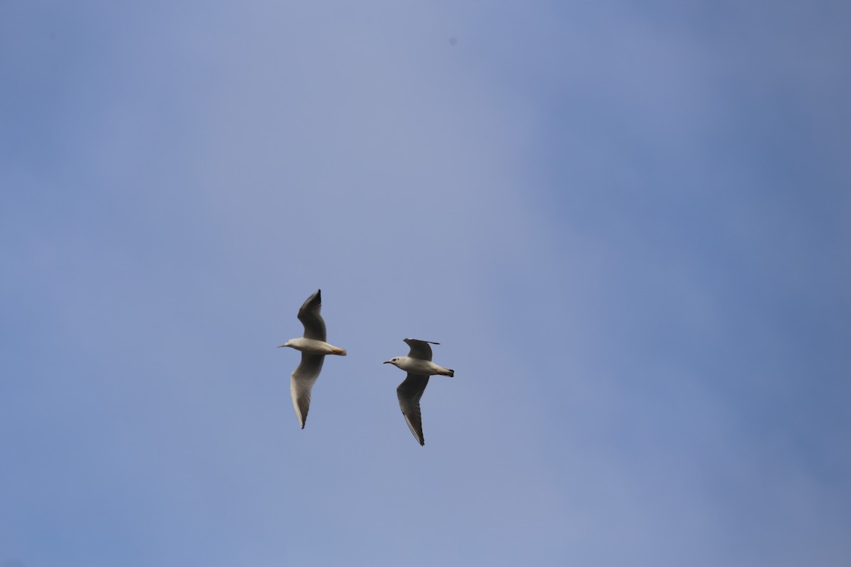 Black-headed Gull - ML644803787