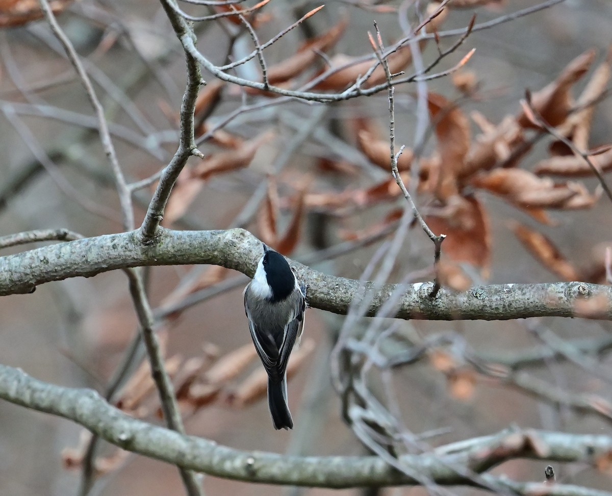 Гаїчка світлокрила - ML644803798