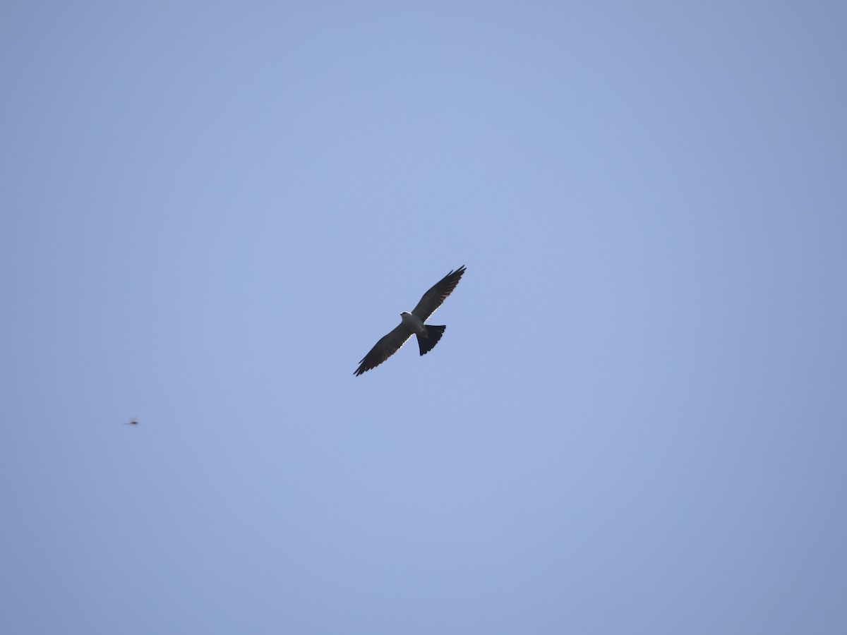 Mississippi Kite - ML644803801