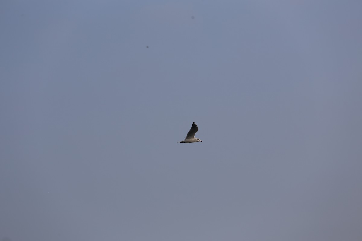 Black-headed Gull - ML644803813