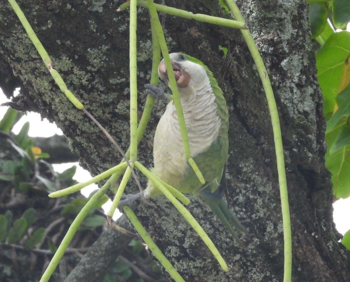 Monk Parakeet - ML644803818