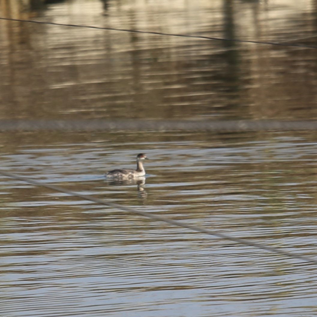 potápka černokrká - ML644803821