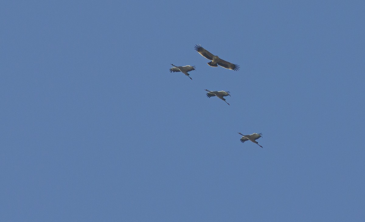 Imperial Eagle - ML644803831