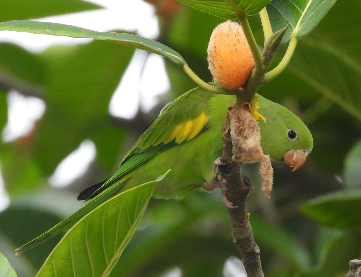 Yellow-chevroned Parakeet - ML644803833