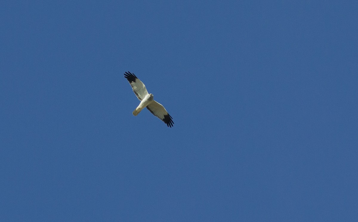 Hen Harrier - ML644803834