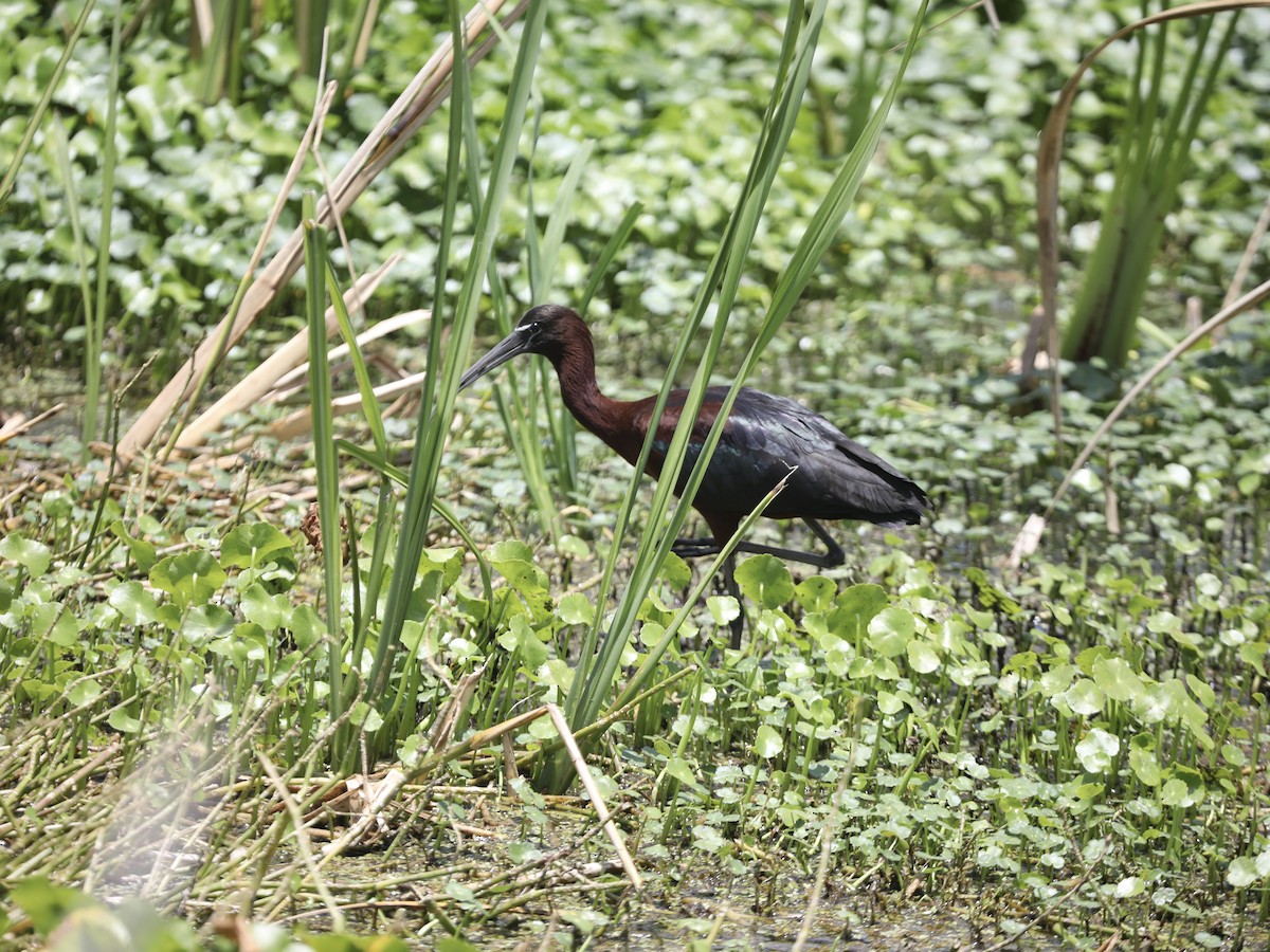 ibis hnědý - ML644803835