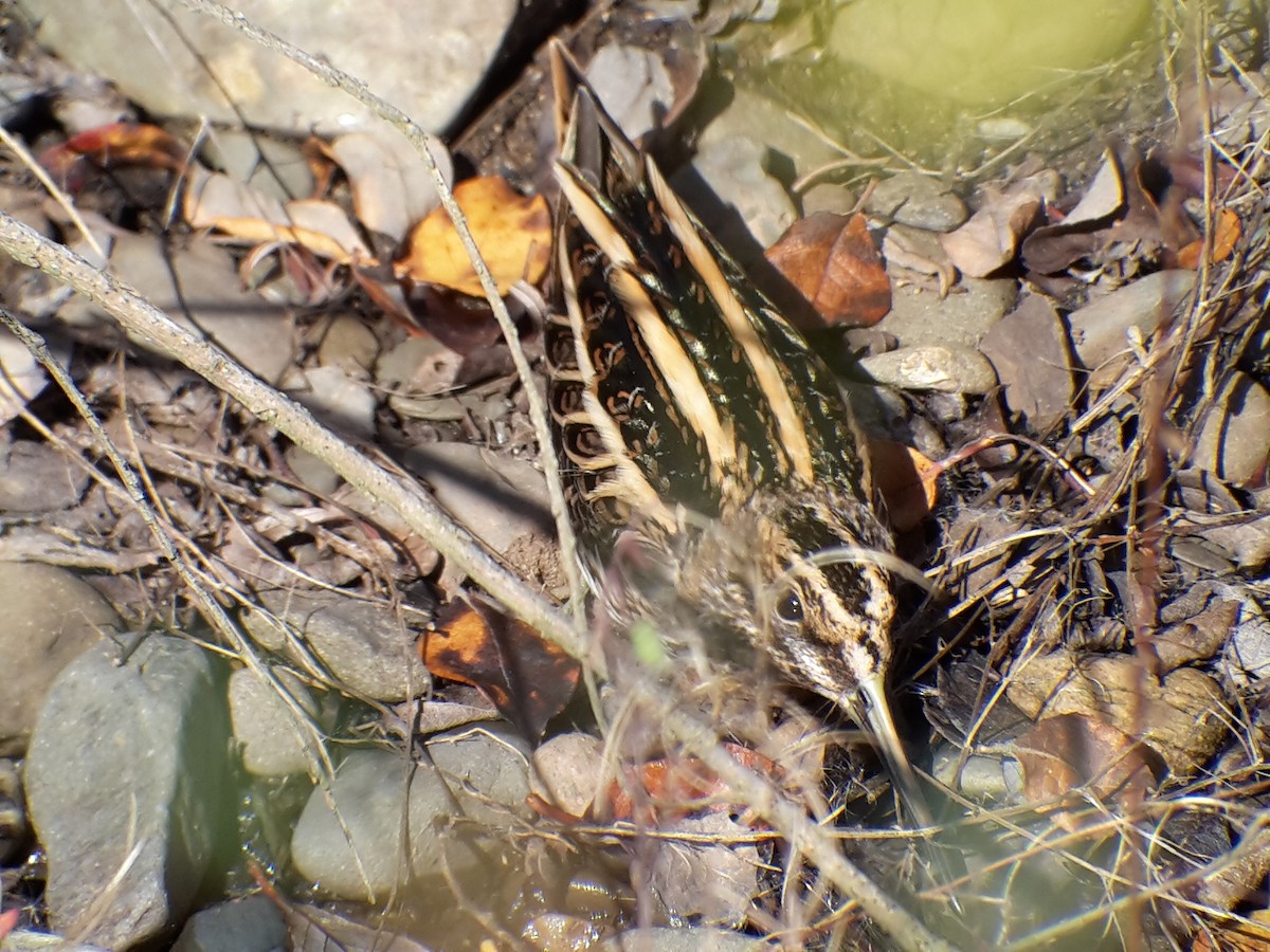 小鷸 - ML644803836